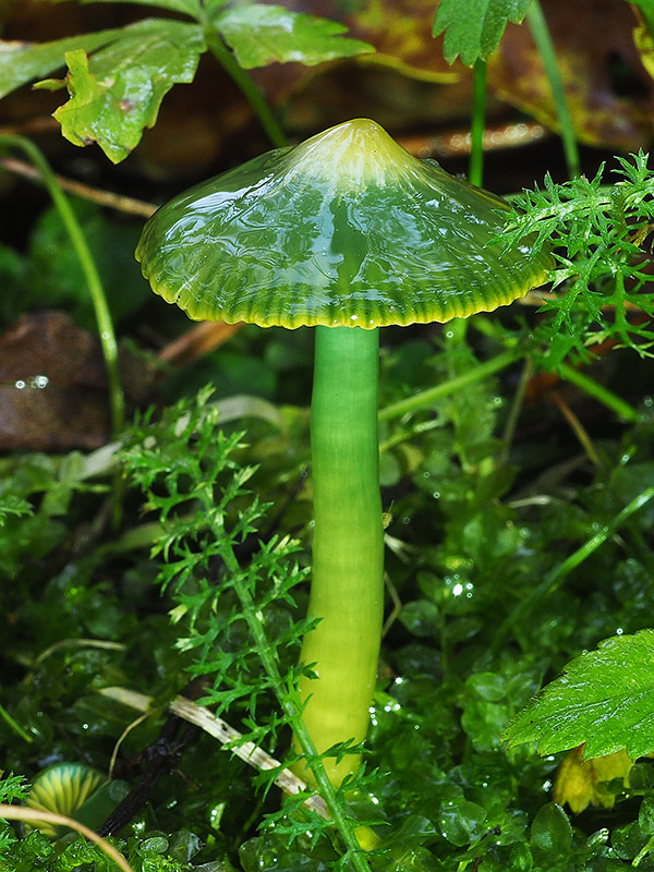 lúčnica žltozelená Gliophorus psittacinus (Schaeff.) Herink