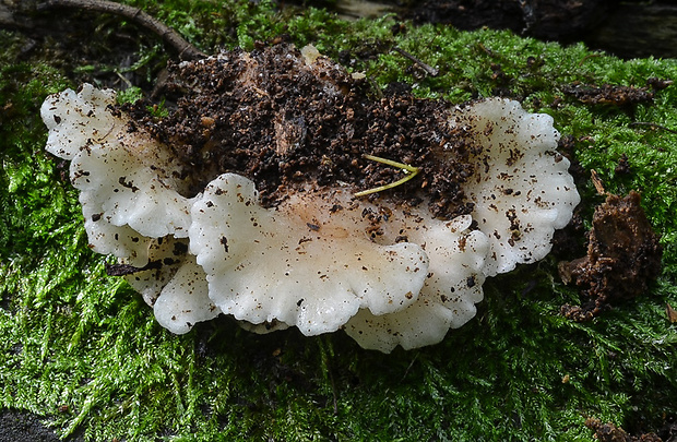 lastúrka lužná Hohenbuehelia angustata (Berk.) Singer