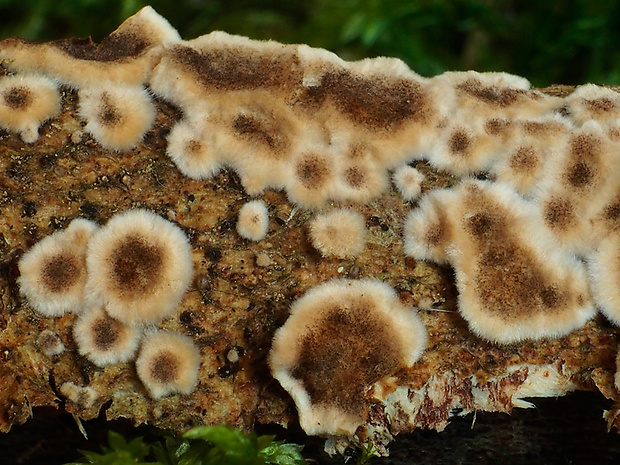 kožnačka tabakovohnedá Hymenochaete tabacina (Sowerby) Lév.