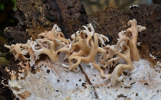 lentária Lentaria micheneri (Berk. & M.A. Curtis) Corner