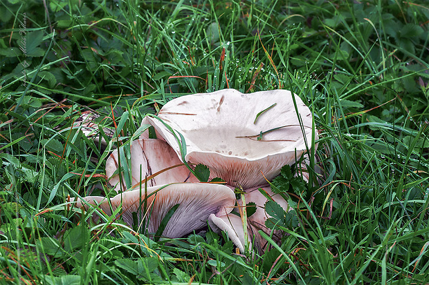 pôvabnica mramorovaná Lepista panaeolus (Fr.) P. Karst.