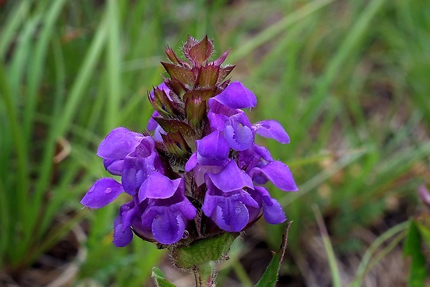 čiernohlávok veľkokvetý Prunella grandiflora (L.) Scholler