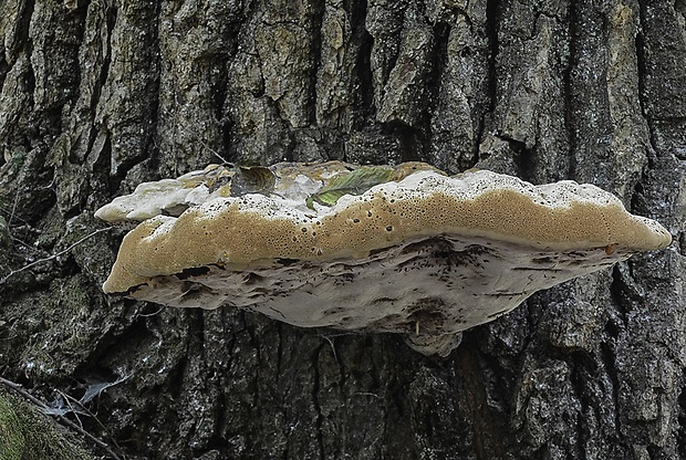 ryšavec slziaci Pseudoinonotus dryadeus (Pers.) T. Wagner & M. Fisch.