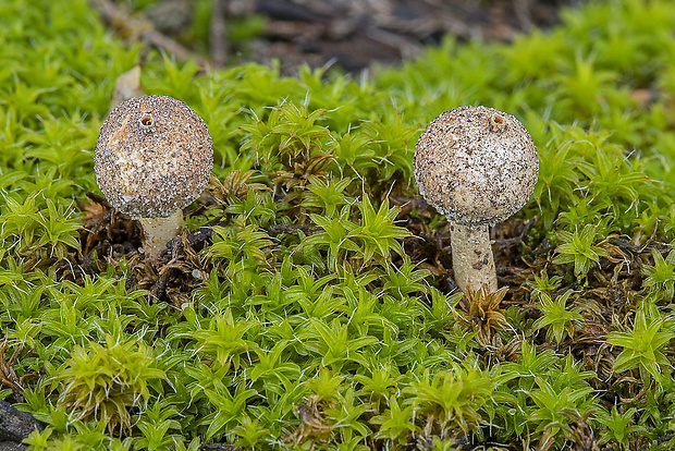 stopkovec zimný Tulostoma brumale Pers.