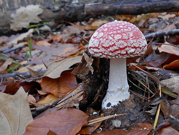 muchotrávka červená Amanita muscaria (L.) Lam.