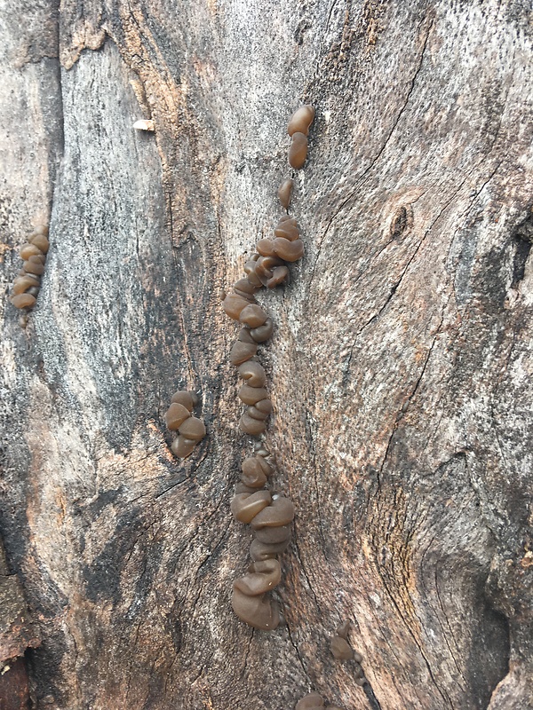 uchovec bazový Auricularia auricula-judae (Bull.) Quél.