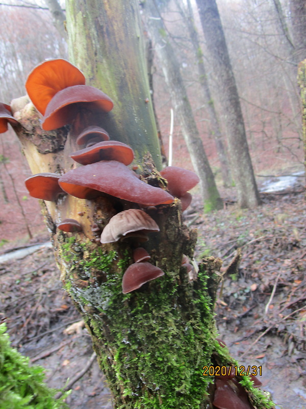 uchovec bazový Auricularia auricula-judae (Bull.) Quél.