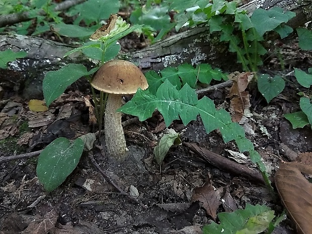 kozák hrabový Leccinum pseudoscabrum (Kallenb.) Šutara