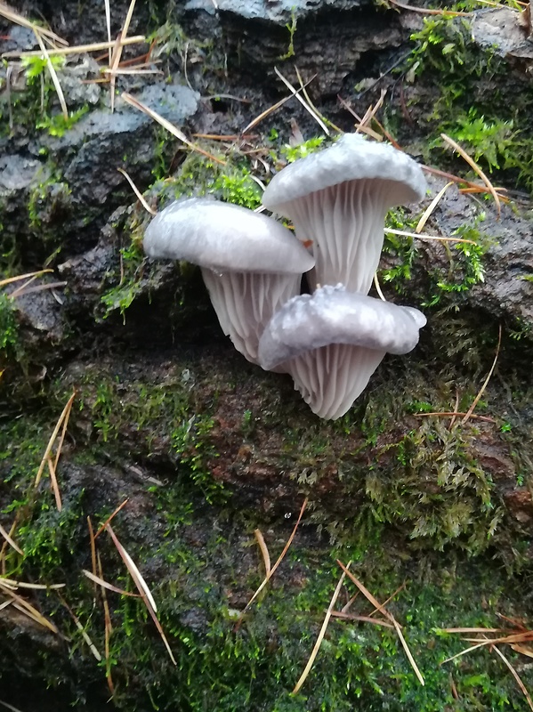 hliva ustricovitá Pleurotus ostreatus (Jacq.) P. Kumm.