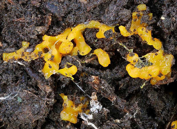 slizovka Myxomycetes