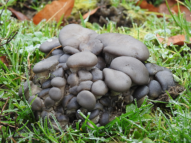 hliva ustricovitá Pleurotus ostreatus (Jacq.) P. Kumm.