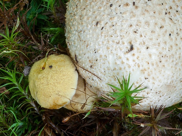 suchohríb cudzopasný Pseudoboletus parasiticus (Bull.) Šutara