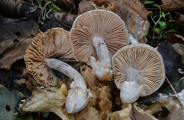 pošvovec cudzopasný Volvariella surrecta (Knapp) Singer