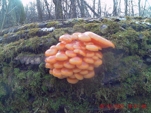 plamienka Flammulina sp.