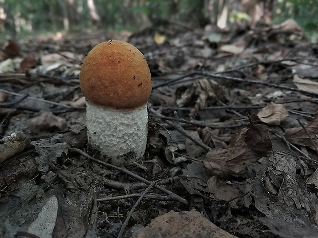 kozák osikový Leccinum albostipitatum den Bakker & Noordel.