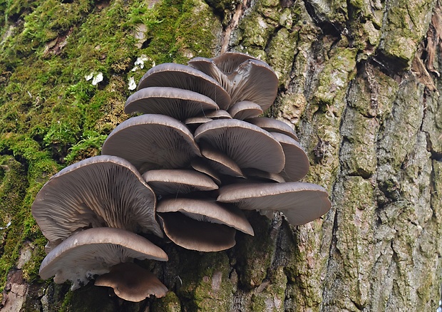 hliva ustricovitá Pleurotus ostreatus (Jacq.) P. Kumm.