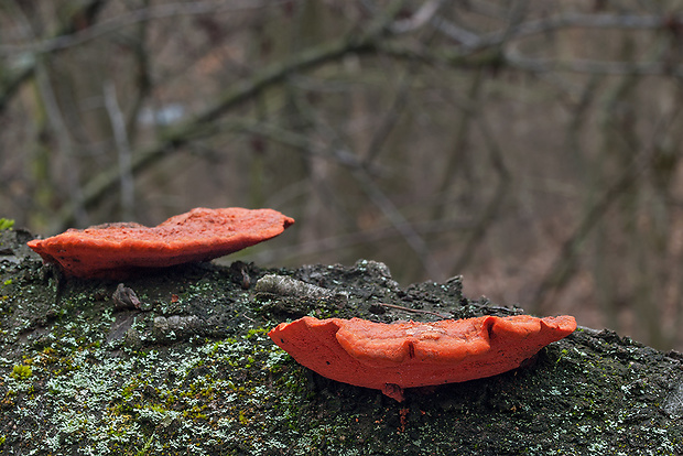 červenica rumelková Pycnoporus cinnabarinus (Jacq.) P. Karst.