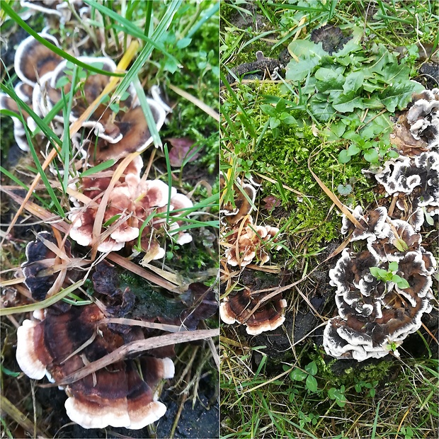 trúdnikovec pestrý Trametes versicolor (L.) Lloyd