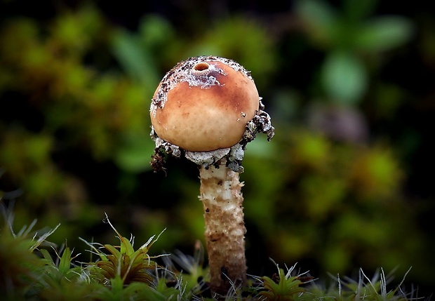 stopkovec zimný Tulostoma brumale Pers.