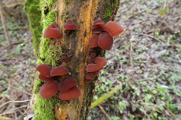 uchovec bazový Auricularia auricula-judae (Bull.) Quél.