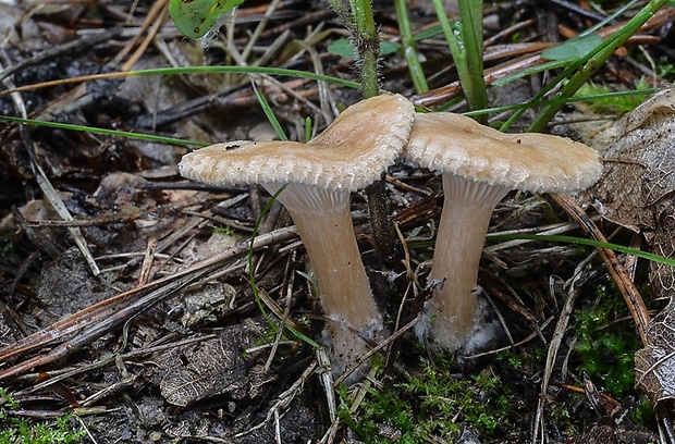 strmuľka rebernatá Clitocybe costata