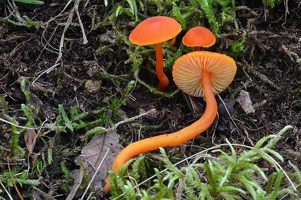 lúčnica vápnomilná Hygrocybe calciphila Arnolds