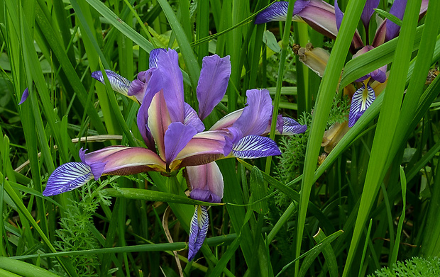 kosatec trávolistý Iris graminea L.