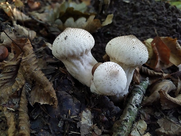 prášnica bradavičnatá Lycoperdon perlatum Pers.