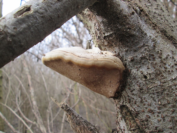 ohňovec topoľový Phellinus populicola Niemelä