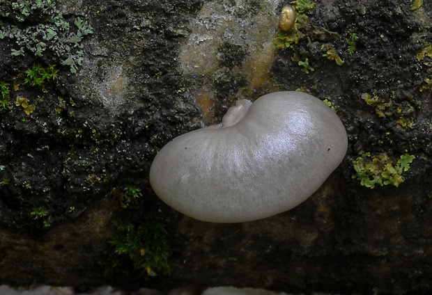 hliva závojová Pleurotus calyptratus (Lindblad ex Fr.) Sacc.