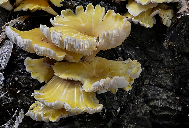 hliva lievikovitá citrónová Pleurotus citrinopileatus (Singer) Ohira