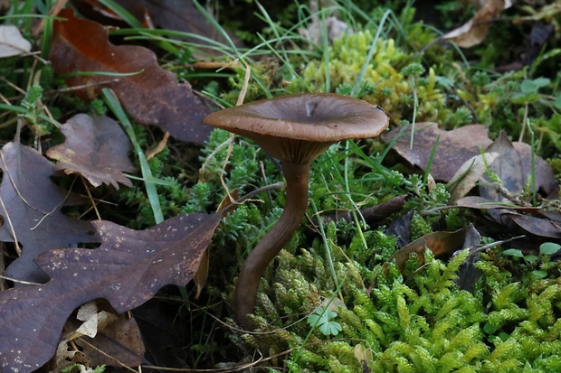 strmulica blednúca Pseudoclitocybe expallens (Pers.) M.M. Moser