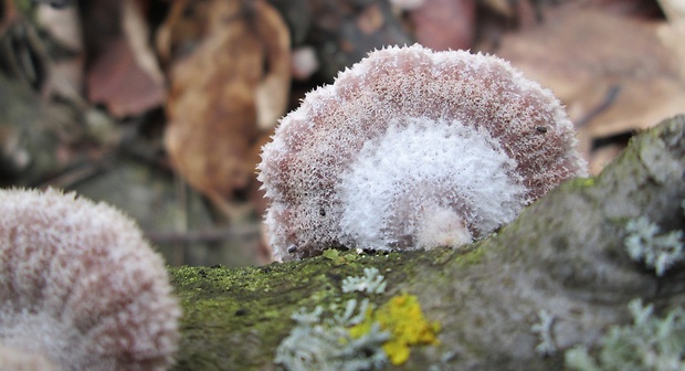 klanolupeňovka obyčajná Schizophyllum commune Fr.