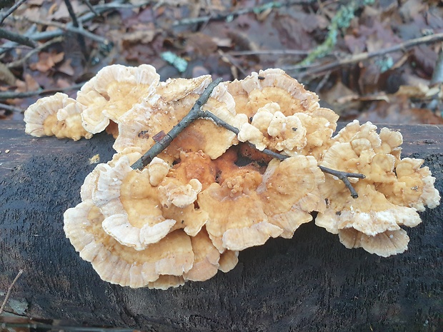 trúdnikovec Trametes sp.