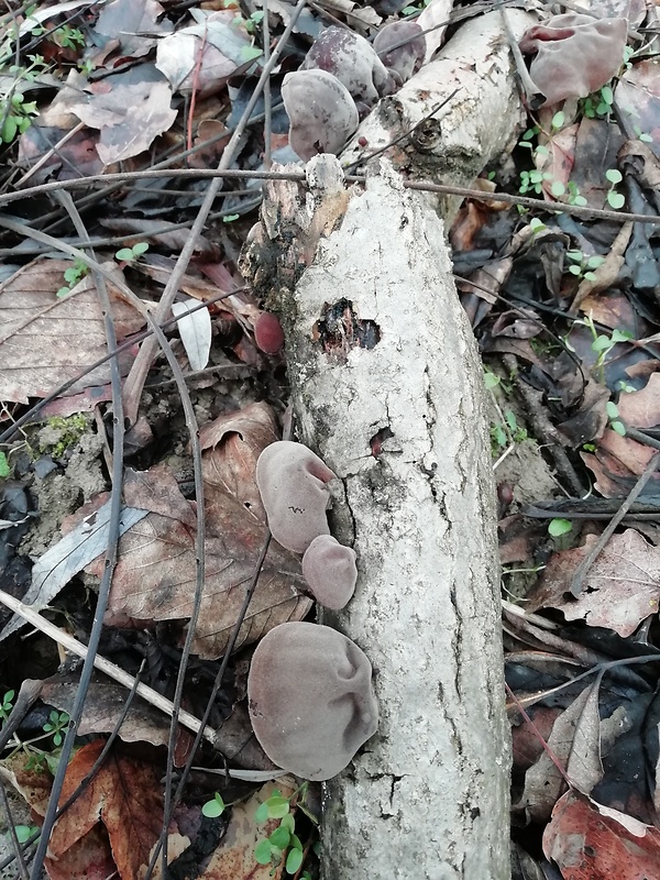 uchovec bazový Auricularia auricula-judae (Bull.) Quél.