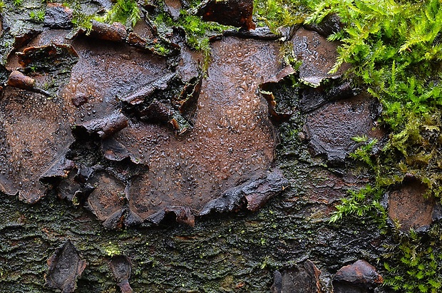 peniazovček Biscogniauxia granmoi Lar.N. Vassiljeva