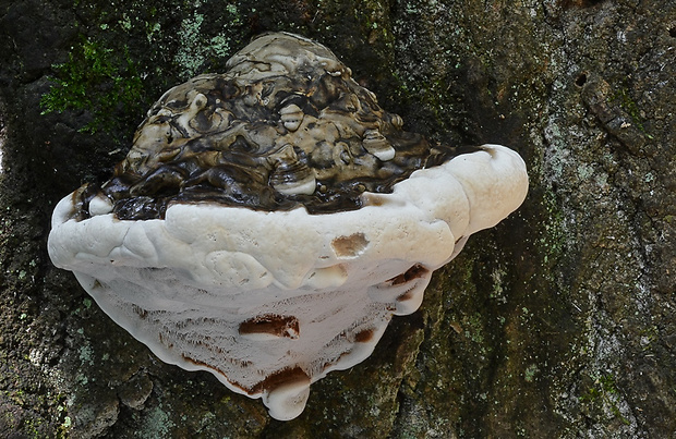 lesklokôrovka plochá Ganoderma applanatum (Pers.) Pat.