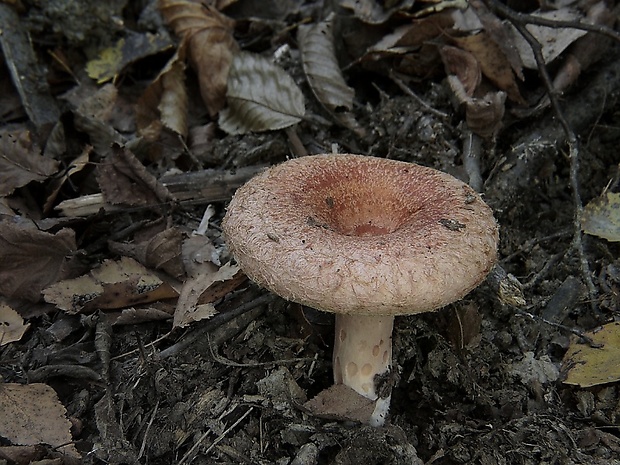 rýdzik kravský Lactarius torminosus (Schaeff.) Gray