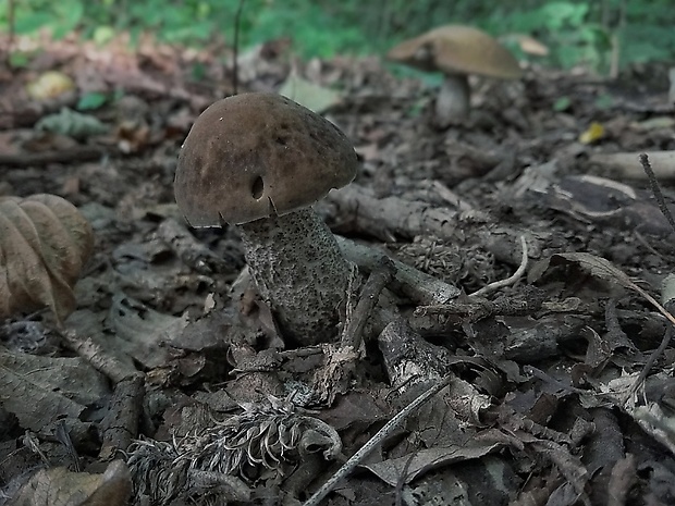 kozák hrabový Leccinum pseudoscabrum (Kallenb.) Šutara