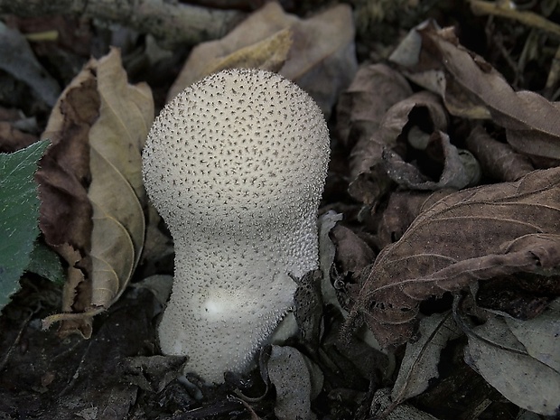 rozpadavec stopkatý Lycoperdon excipuliforme (Scop.) Pers.