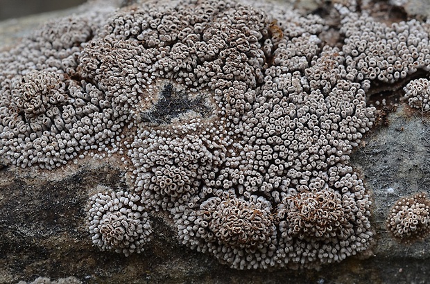 trúbeľka topoľová Phaeosolenia densa (Berk.) W.B. Cooke