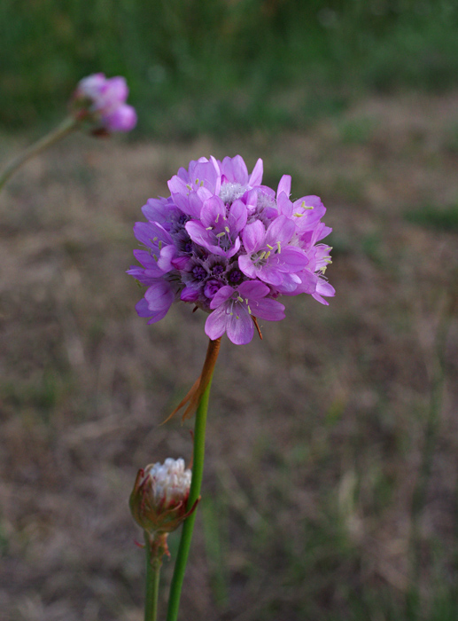 trávnička obyčajná pravá Armeria vulgaris subsp. vulgaris