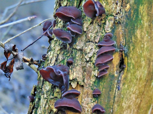 uchovec bazový Auricularia auricula-judae (Bull.) Quél.