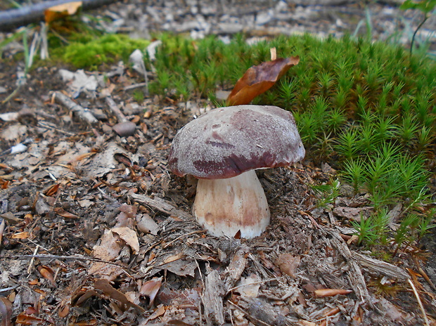 hríb sosnový Boletus pinophilus Pil. et Dermek in Pil.