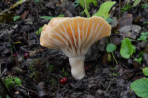 lúčnica statná Cuphophyllus pratensis (Fr.) Bon