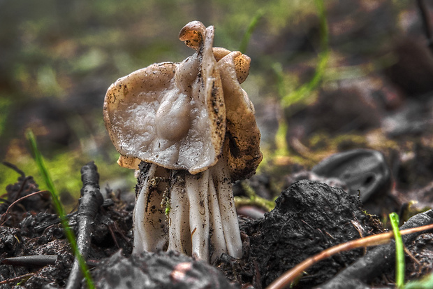 chriapač kučeravý Helvella crispa (Scop.) Fr.