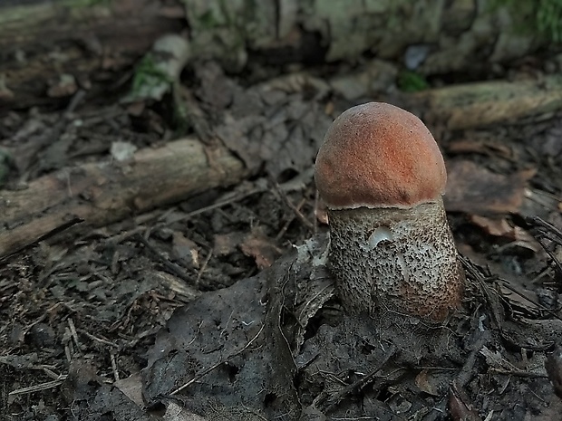 kozák dubový Leccinum aurantiacum (Bull.) Gray