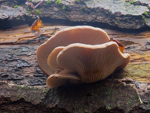 hliva ustricovitá Pleurotus ostreatus (Jacq.) P. Kumm.