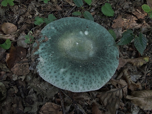 plávka zelenkastá Russula virescens (Schaeff.) Fr.