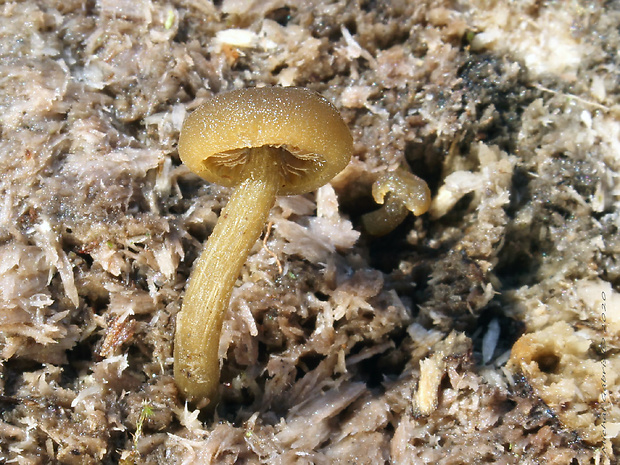 smeťovička hnedoolivová Simocybe cf. centunculus (Fr.) P. Karst